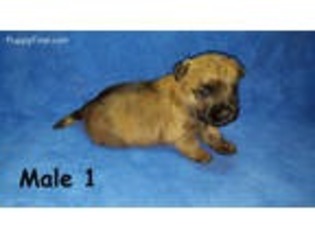 Cairn Terrier Puppy for sale in Peachtree City, GA, USA