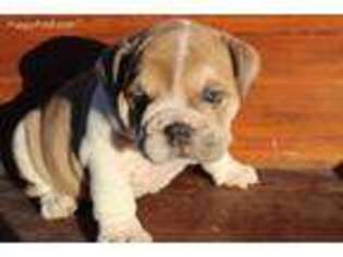 Bulldog Puppy for sale in Easton, KS, USA