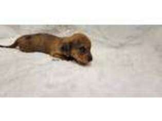Dachshund Puppy for sale in Smithville, TN, USA