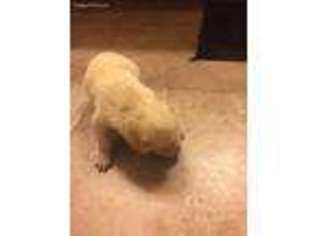 Mutt Puppy for sale in Killeen, TX, USA