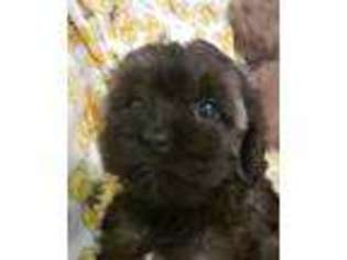 Cavapoo Puppy for sale in Murfreesboro, TN, USA