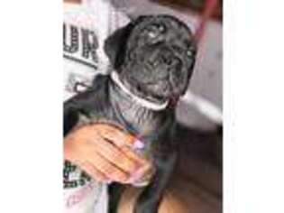 Boerboel Puppy for sale in Mobile, AL, USA