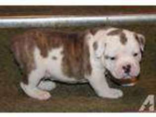 Olde English Bulldogge Puppy for sale in GLENCOE, MN, USA