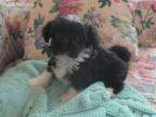 Havanese Puppy for sale in Ridgeway, VA, USA