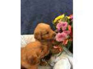 Golden Retriever Puppy for sale in Clinton, WI, USA