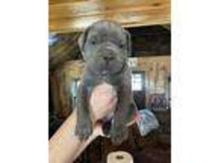 Cane Corso Puppy for sale in Barrington, RI, USA
