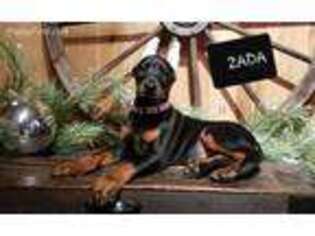 Doberman Pinscher Puppy for sale in Paradise, PA, USA