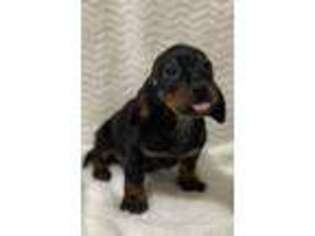 Dachshund Puppy for sale in Wills Point, TX, USA