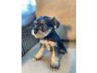 Mutt Puppy for sale in Morgantown, PA, USA