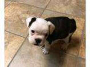French Bulldog Puppy for sale in Northport, AL, USA