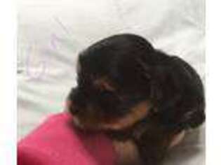 Yorkshire Terrier Puppy for sale in Bremerton, WA, USA