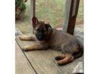 German Shepherd Dog Puppy for sale in BALTIMORE, MD, USA