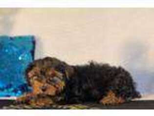Yorkshire Terrier Puppy for sale in Sparta, NJ, USA