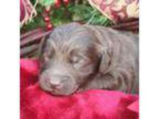 Labradoodle Puppy for sale in Delaware, OH, USA