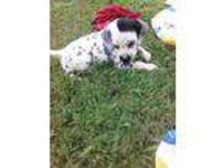 Dalmatian Puppy for sale in Hardyville, KY, USA