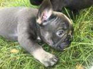 French Bulldog Puppy for sale in Wabash, IN, USA