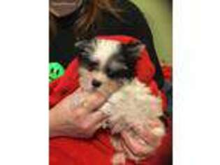 Mutt Puppy for sale in Elizabethtown, PA, USA