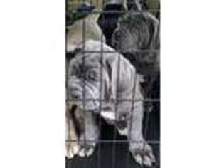 Neapolitan Mastiff Puppy for sale in Pecatonica, IL, USA