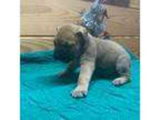 Bullmastiff Puppy for sale in Alamo, GA, USA