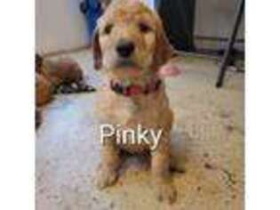 Goldendoodle Puppy for sale in Moneta, VA, USA