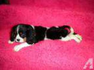 Cavalier King Charles Spaniel Puppy for sale in MARION, OH, USA