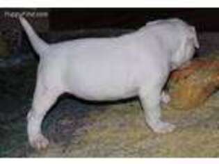 American Bulldog Puppy for sale in Berea, KY, USA