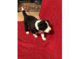 Border Collie Puppy for sale in Houston, TX, USA