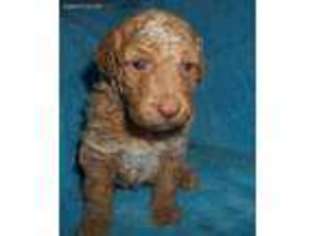 Mutt Puppy for sale in Lincoln, AL, USA