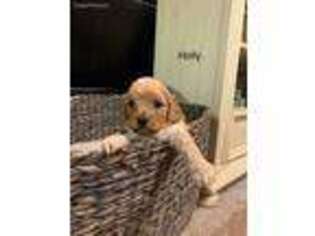 Cavapoo Puppy for sale in Blair, OK, USA