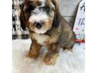 Mutt Puppy for sale in Richmond, IL, USA