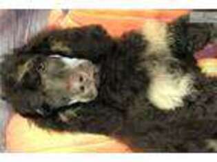 Mutt Puppy for sale in Salina, KS, USA