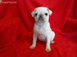 Pug Puppy for sale in Gaithersburg, MD, USA