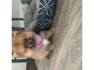Pomeranian Puppy for sale in Mount Prospect, IL, USA