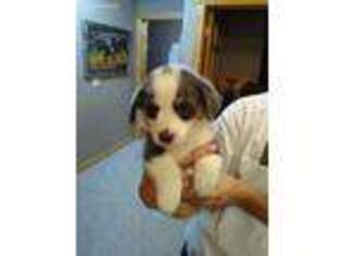 Pembroke Welsh Corgi Puppy for sale in Deaver, WY, USA