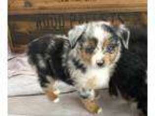 Miniature Australian Shepherd Puppy for sale in College Station, TX, USA