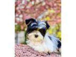 Yorkshire Terrier Puppy for sale in Fletcher, NC, USA