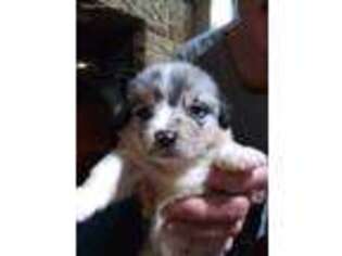 Pembroke Welsh Corgi Puppy for sale in Evansville, IN, USA