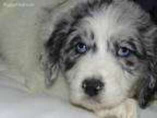 Mutt Puppy for sale in Owingsville, KY, USA