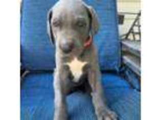 Medium Photo #1 Great Dane Puppy For Sale in Schertz, TX, USA