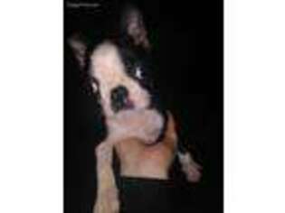 Boston Terrier Puppy for sale in Loxley, AL, USA