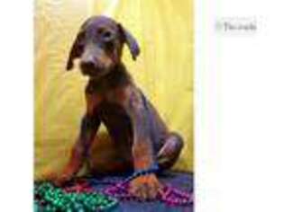 Doberman Pinscher Puppy for sale in Joplin, MO, USA