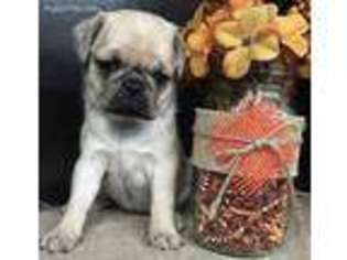 Pug Puppy for sale in Blountville, TN, USA