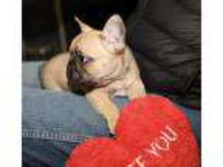 French Bulldog Puppy for sale in Davis, CA, USA
