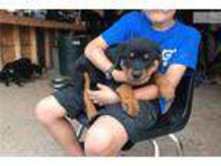 Rottweiler Puppy for sale in Harrisonburg, VA, USA