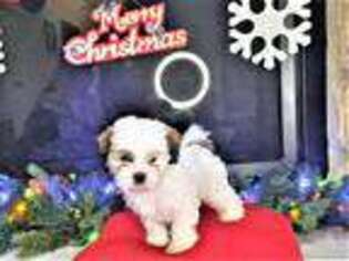 Shih-Poo Puppy for sale in East Stroudsburg, PA, USA