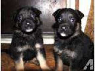Mutt Puppy for sale in BELMONT, NH, USA