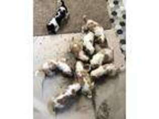 Basset Hound Puppy for sale in Mount Vernon, OH, USA