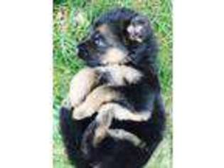 German Shepherd Dog Puppy for sale in WOODINVILLE, WA, USA