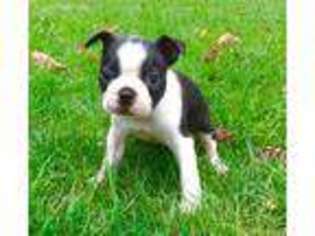 Boston Terrier Puppy for sale in Lykens, PA, USA