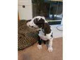Great Dane Puppy for sale in Lawrence, KS, USA
